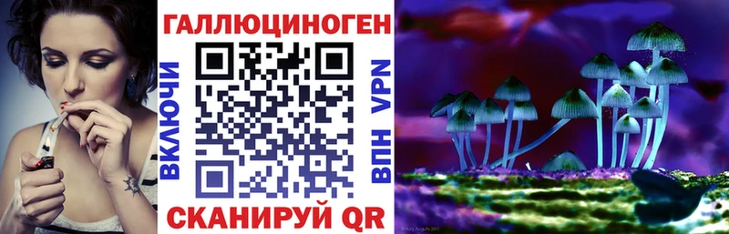 Псилоцибиновые грибы Cubensis где продают блэк спрут вход Чадан
